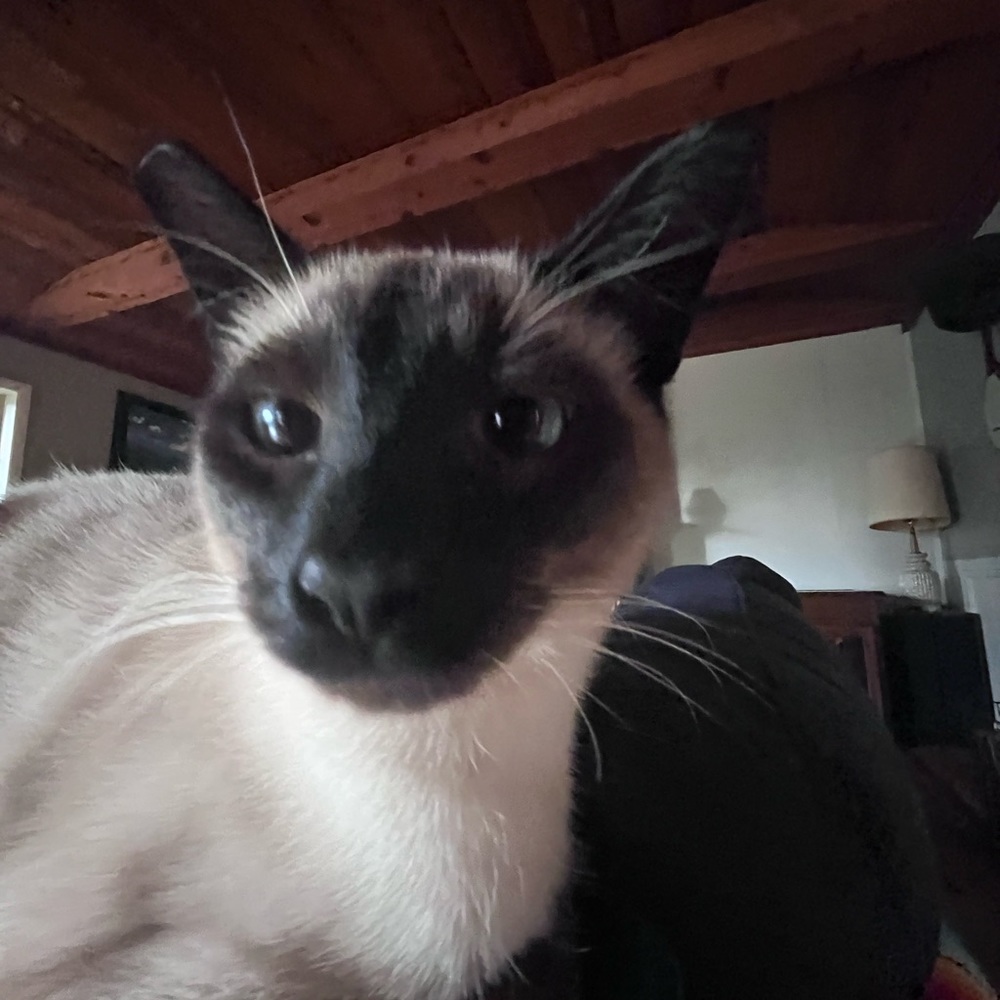 Meet your Posher, Ella